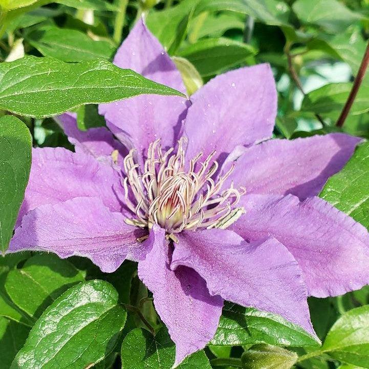 Clematis, Bijou™ Clematis - Image 2