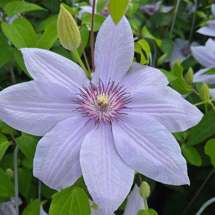 Clematis, Boulevard® Bernadine™ Clematis - Image 2