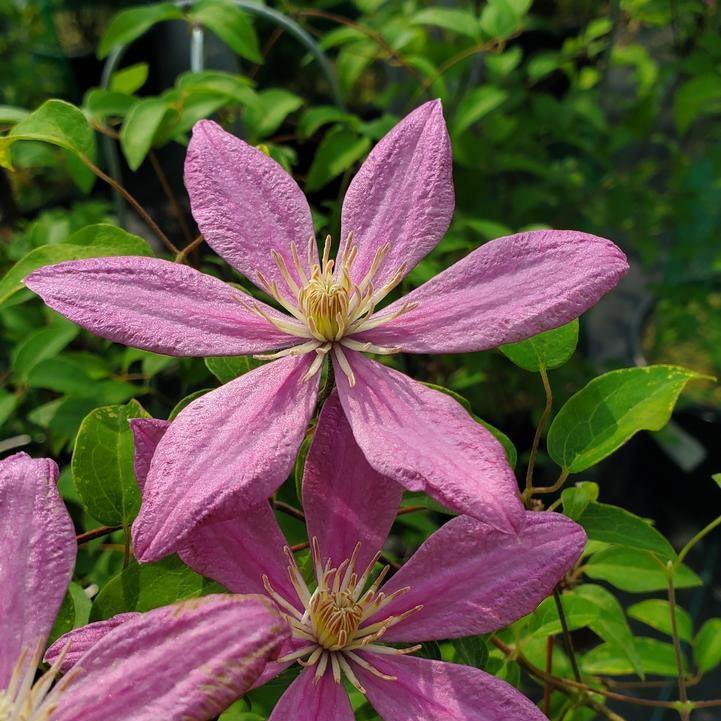 Clematis, Sally™ Clematis