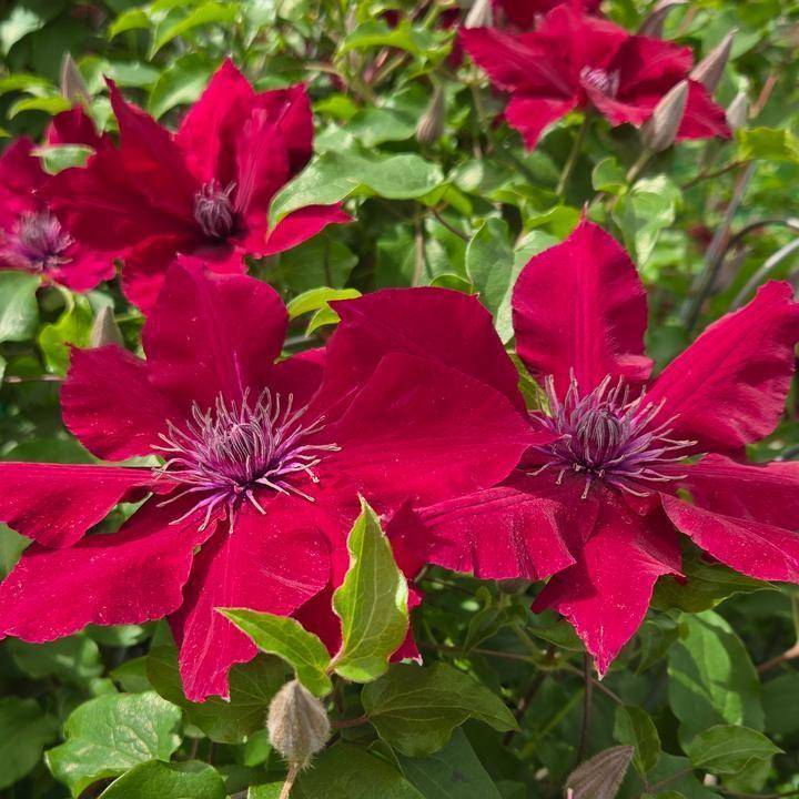 Clematis, Nubia™ Clematis