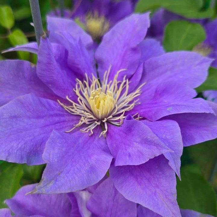 Clematis, Boulevard® Olympia™ Clematis - Image 2