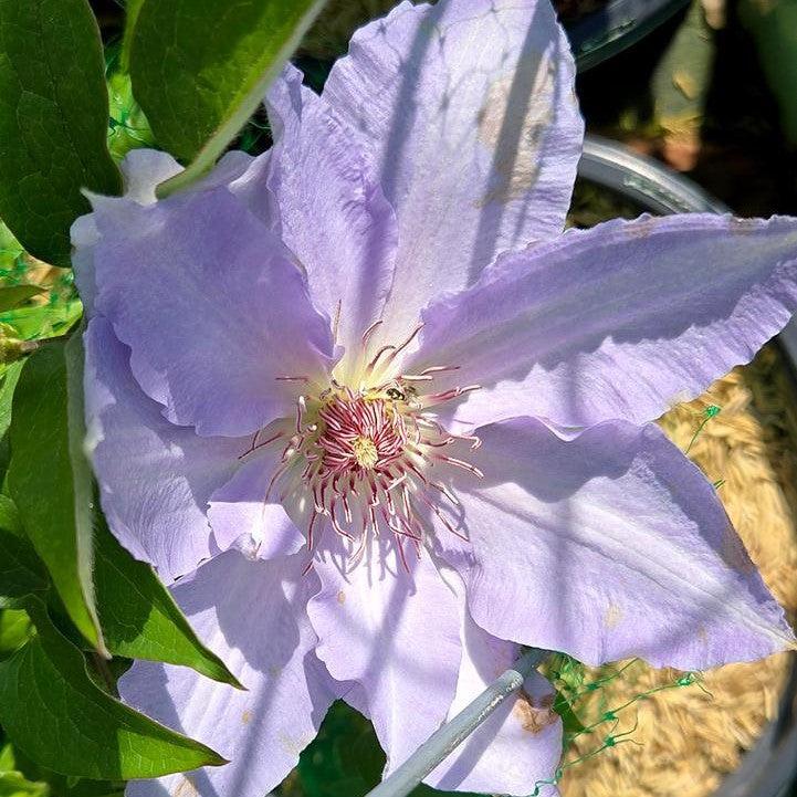 Clematis, Boulevard® Tranquilite™ Clematis - Image 2