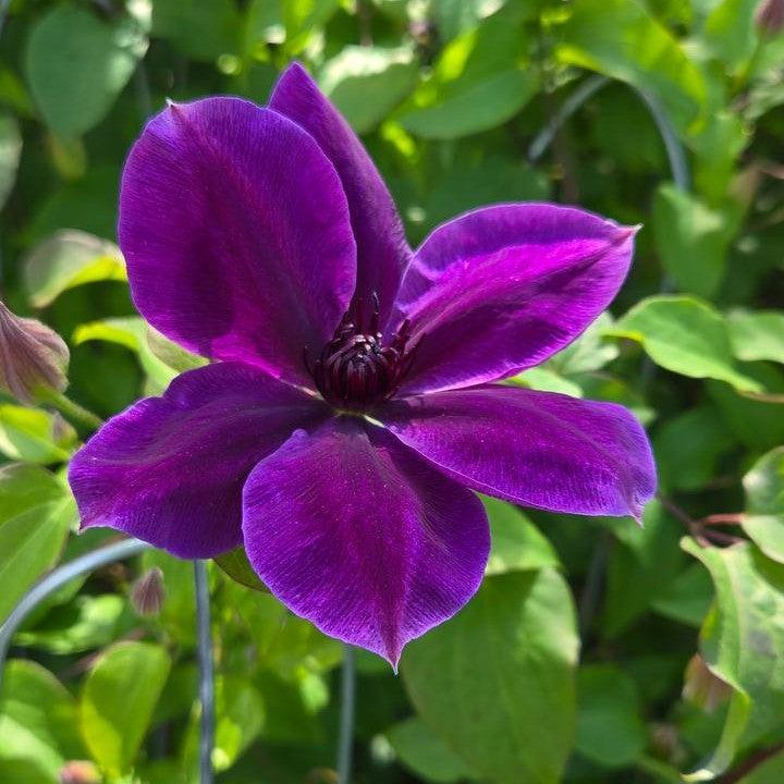 Clematis, Boulevard® Ravel™ Clematis - Image 2