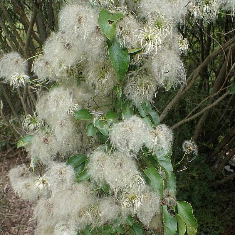 Clematis, Autumn Clematis - Image 3