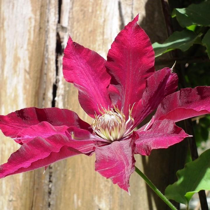 Clematis, Rebecca™ Clematis - Image 3
