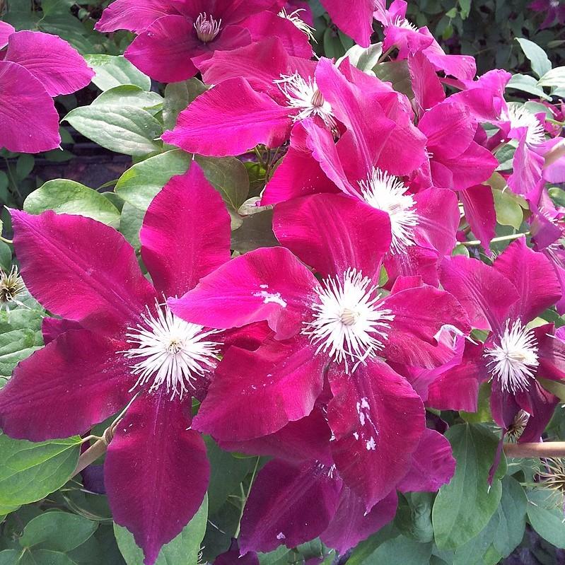 Clematis, Rebecca™ Clematis - Image 4