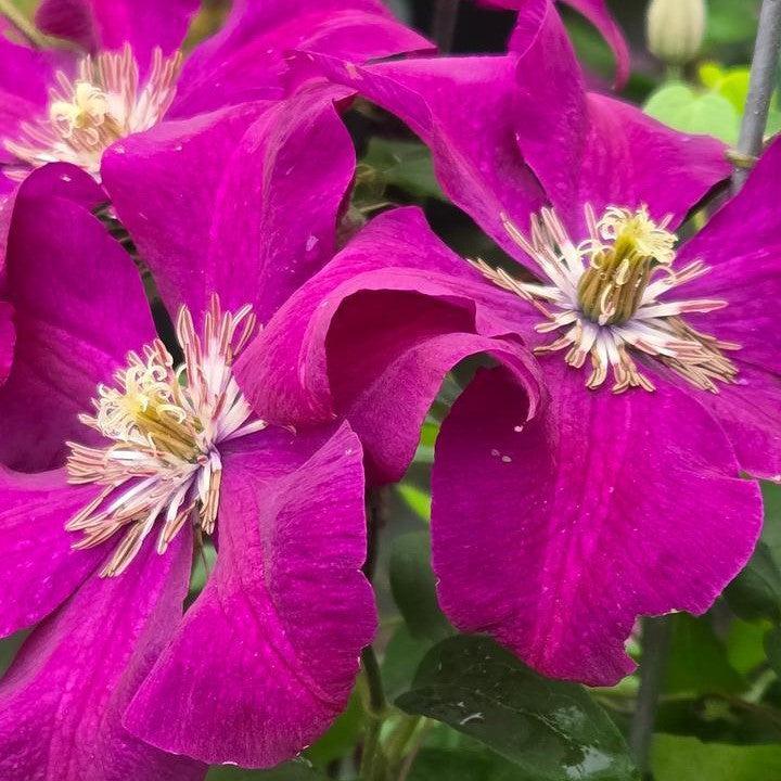 Clematis, Rouge Cardinal Clematis