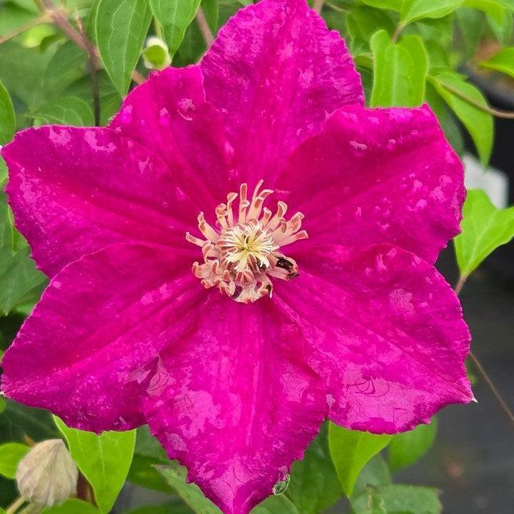 Clematis, Rouge Cardinal Clematis - Image 2
