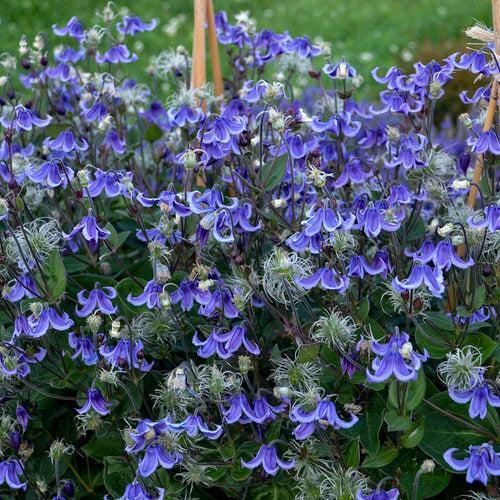 Clematis, Stand By Me Clematis