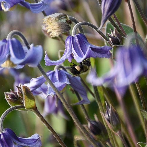 Clematis, Stand By Me Clematis - Image 2