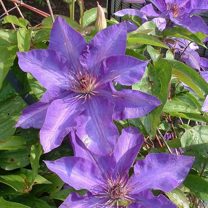 Clematis, The President Clematis - Image 3