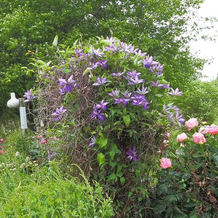 Clematis, The President Clematis - Image 4