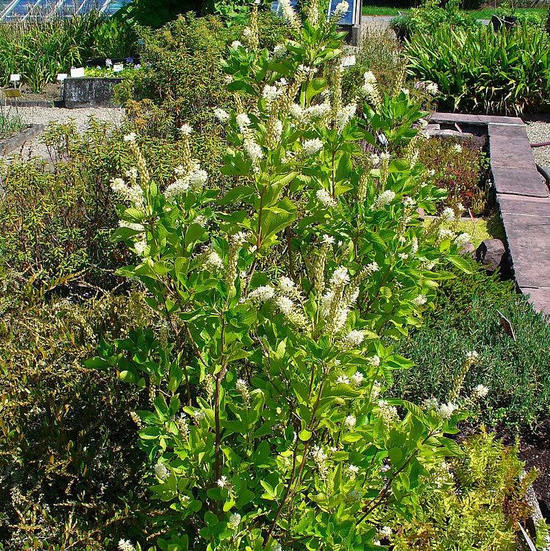 Summersweet, Sweet Pepperbush - Image 3