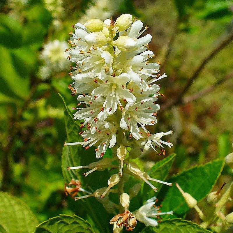 Summersweet, Sweet Pepperbush - Image 4