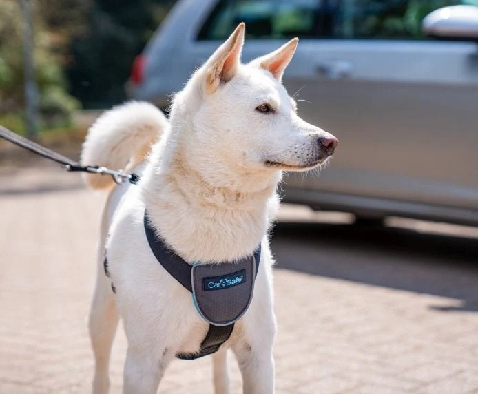 Carsafe Travel Dog Harness - Image 4