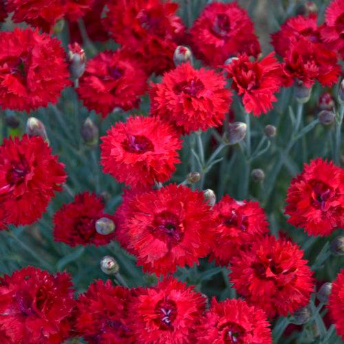 Dianthus, Fruit Punch® Maraschino Dianthus