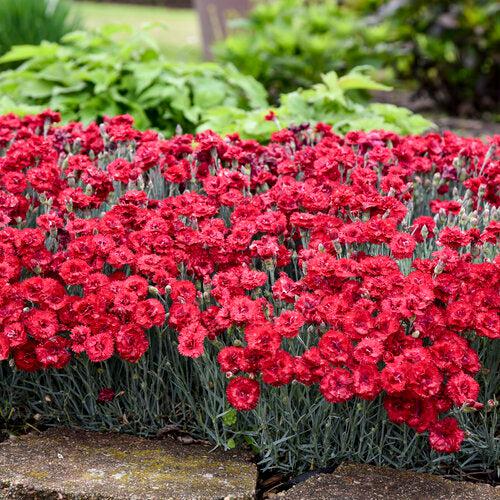 Dianthus, Fruit Punch® Maraschino Dianthus - Image 2