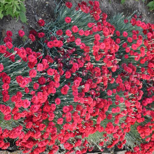 Dianthus, Fruit Punch® Maraschino Dianthus - Image 3