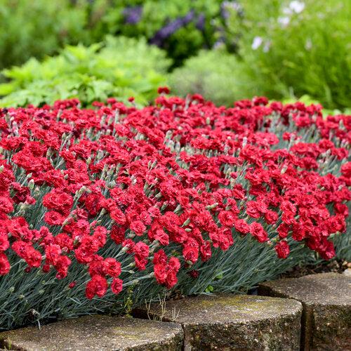 Dianthus, Fruit Punch® Maraschino Dianthus - Image 4