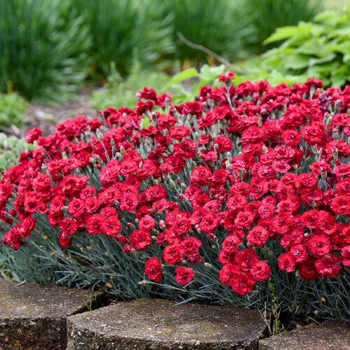 Dianthus, Fruit Punch® Maraschino Dianthus - Image 5