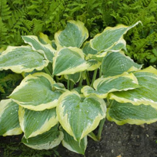 Hosta, PW® Shadowland® Seducer Hosta - Image 3