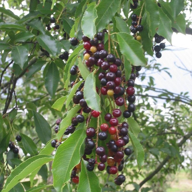 Cherry, Black Cherry - Image 5