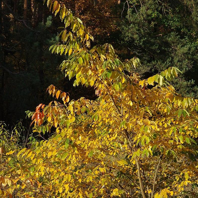 Cherry, Black Cherry - Image 6