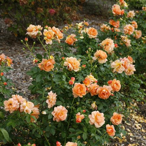 Rose, Proven Winners® Color Choice® At Last® Rose - Image 2