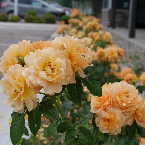 Rose, Proven Winners® Color Choice® At Last® Rose - Image 3