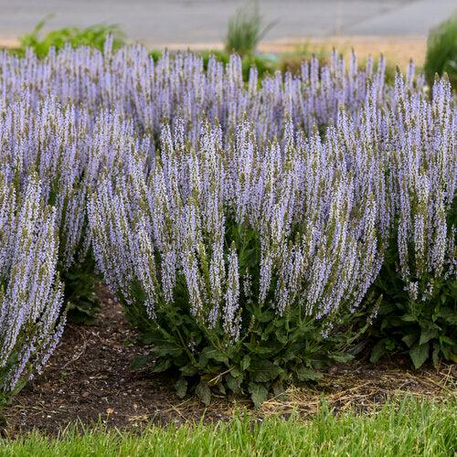 Salvia, Perfect Profusion Meadow Sage - Image 3
