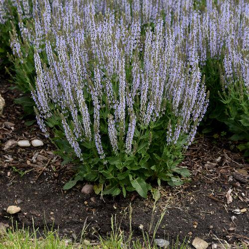 Salvia, Perfect Profusion Meadow Sage - Image 4