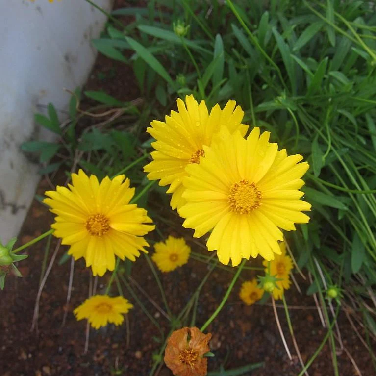 Tickseed, Lanceleaf Coreopsis