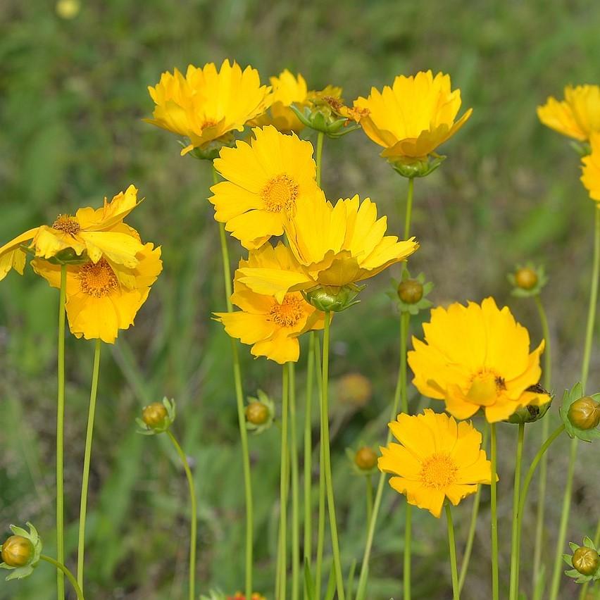 Tickseed, Lanceleaf Coreopsis - Image 2