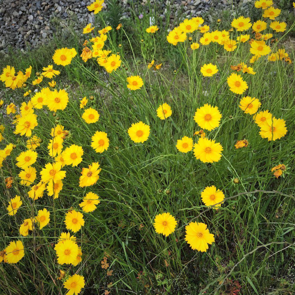 Tickseed, Lanceleaf Coreopsis - Image 3