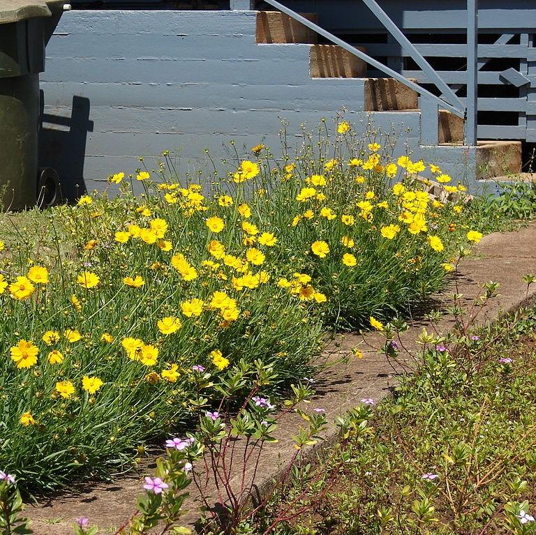 Tickseed, Lanceleaf Coreopsis - Image 4