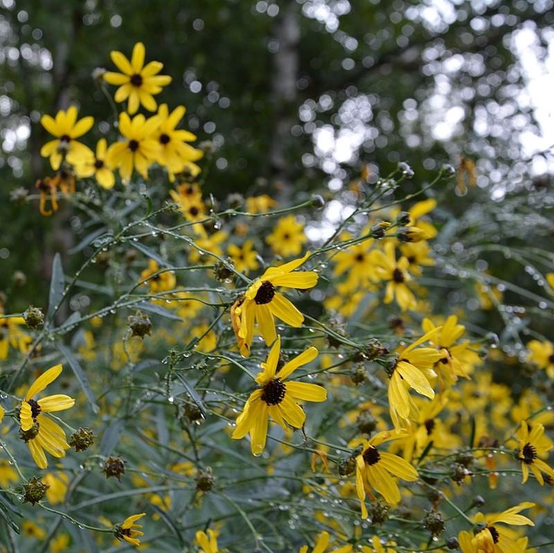 Tickseed, Gold Standard Tall Tickseed - Image 2