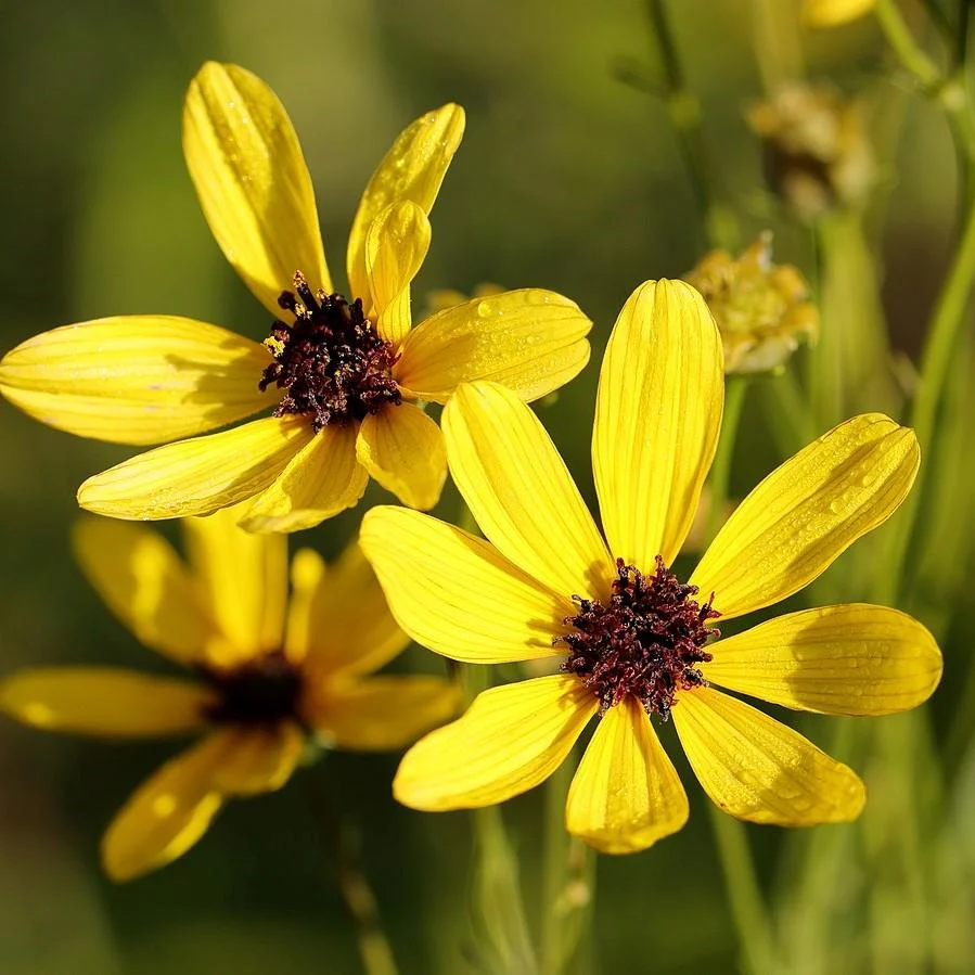 Tickseed, Gold Standard Tall Tickseed - Image 3
