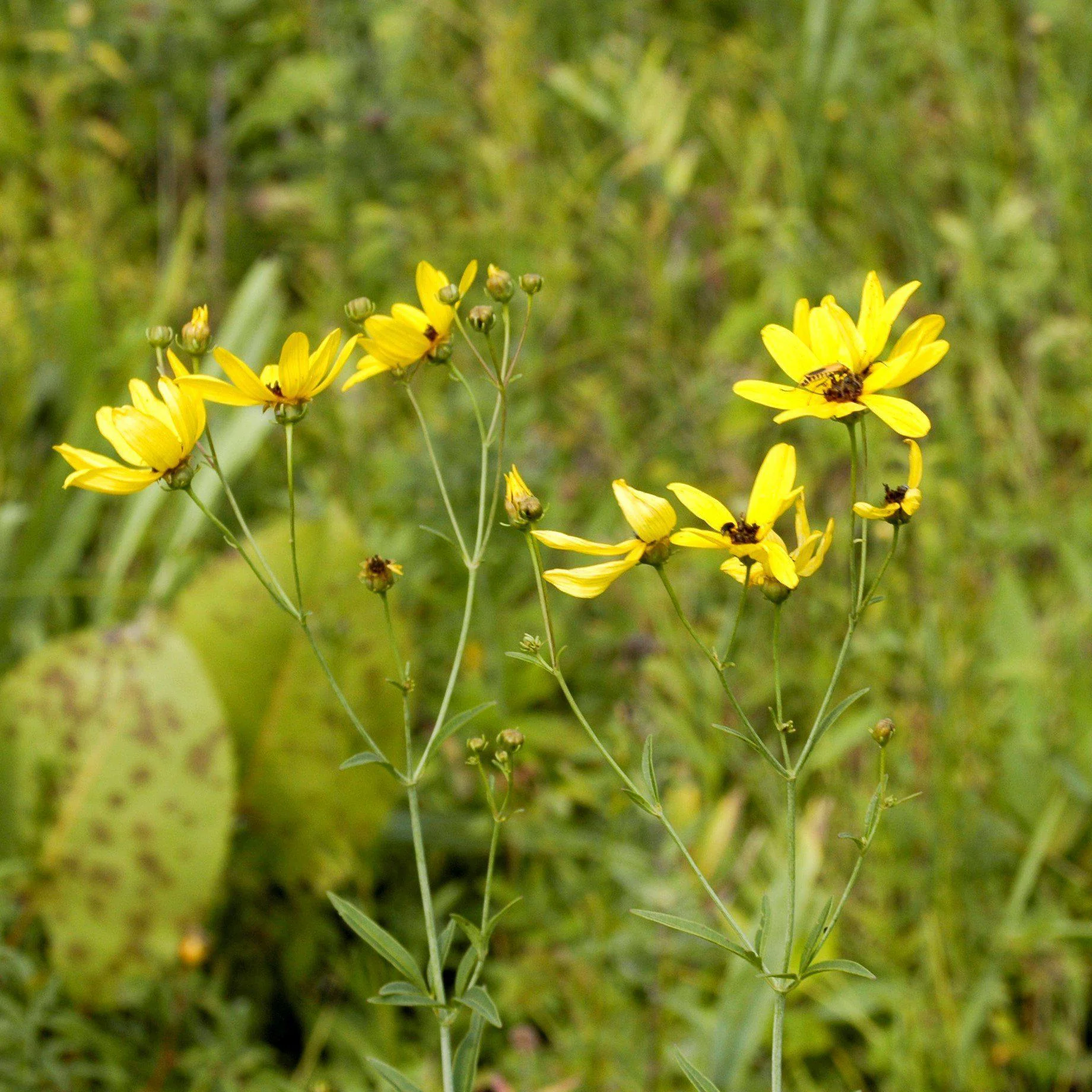 Tickseed, Gold Standard Tall Tickseed - Image 4