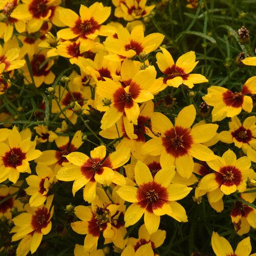 Tickseed, Designer Threads™ Golden Needles Coreopsis