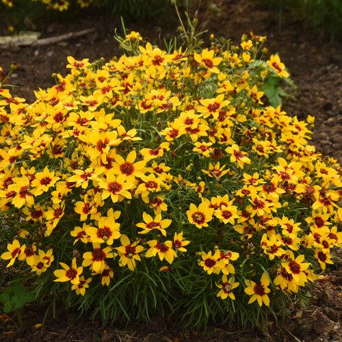 Tickseed, Designer Threads™ Golden Needles Coreopsis - Image 2