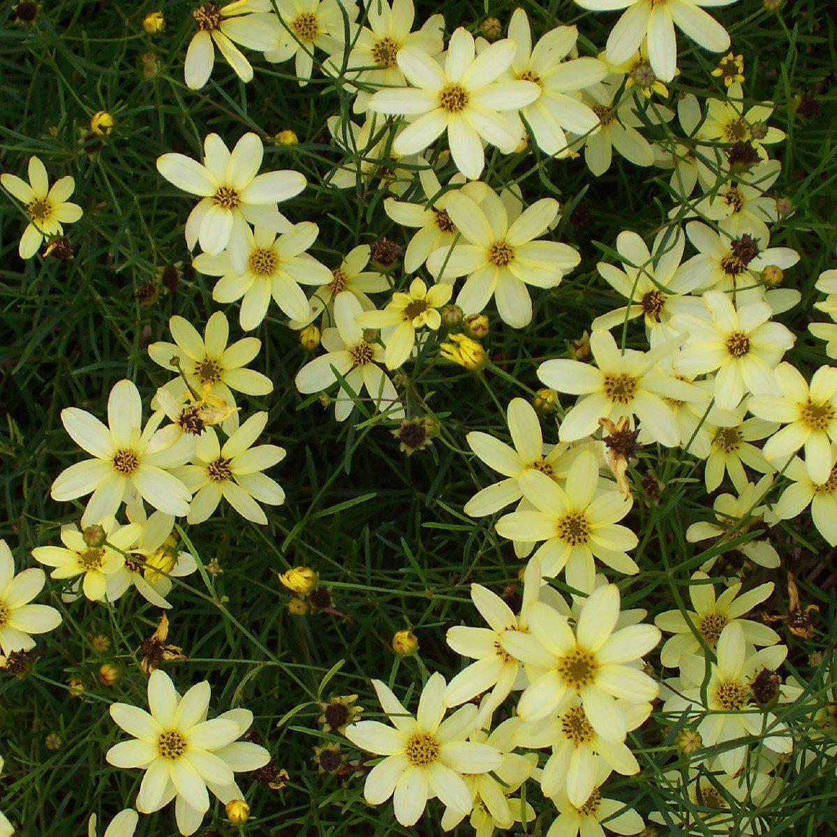Tickseed, Moonbeam Threadleaf Coreopsis