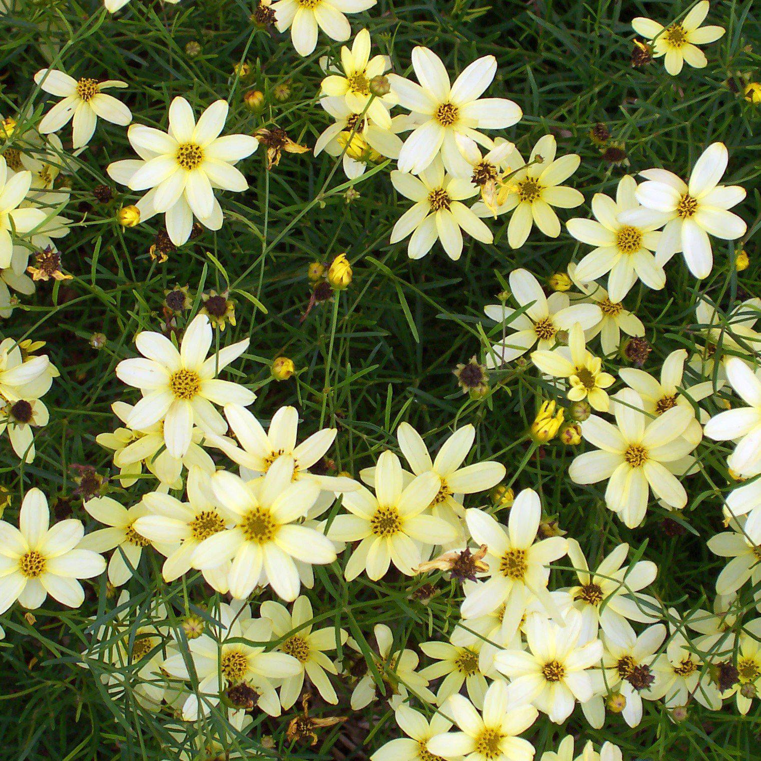 Tickseed, Moonbeam Threadleaf Coreopsis - Image 2