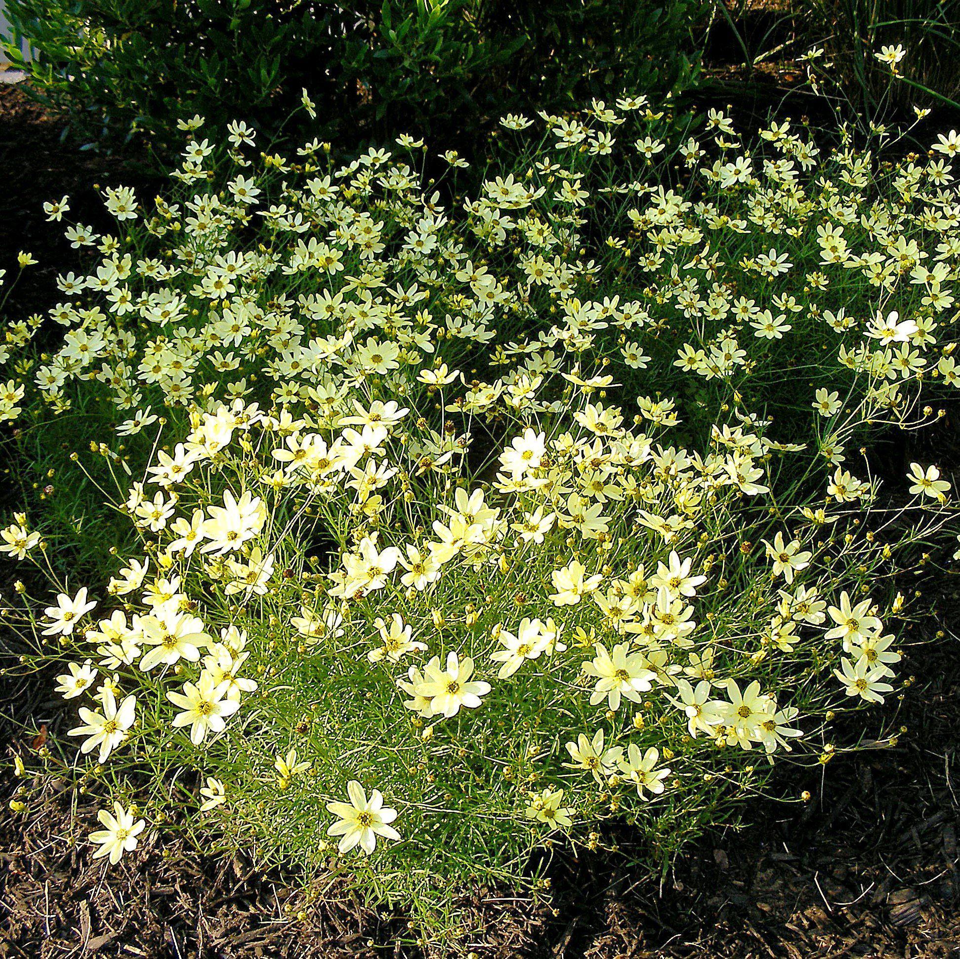 Tickseed, Moonbeam Threadleaf Coreopsis - Image 3