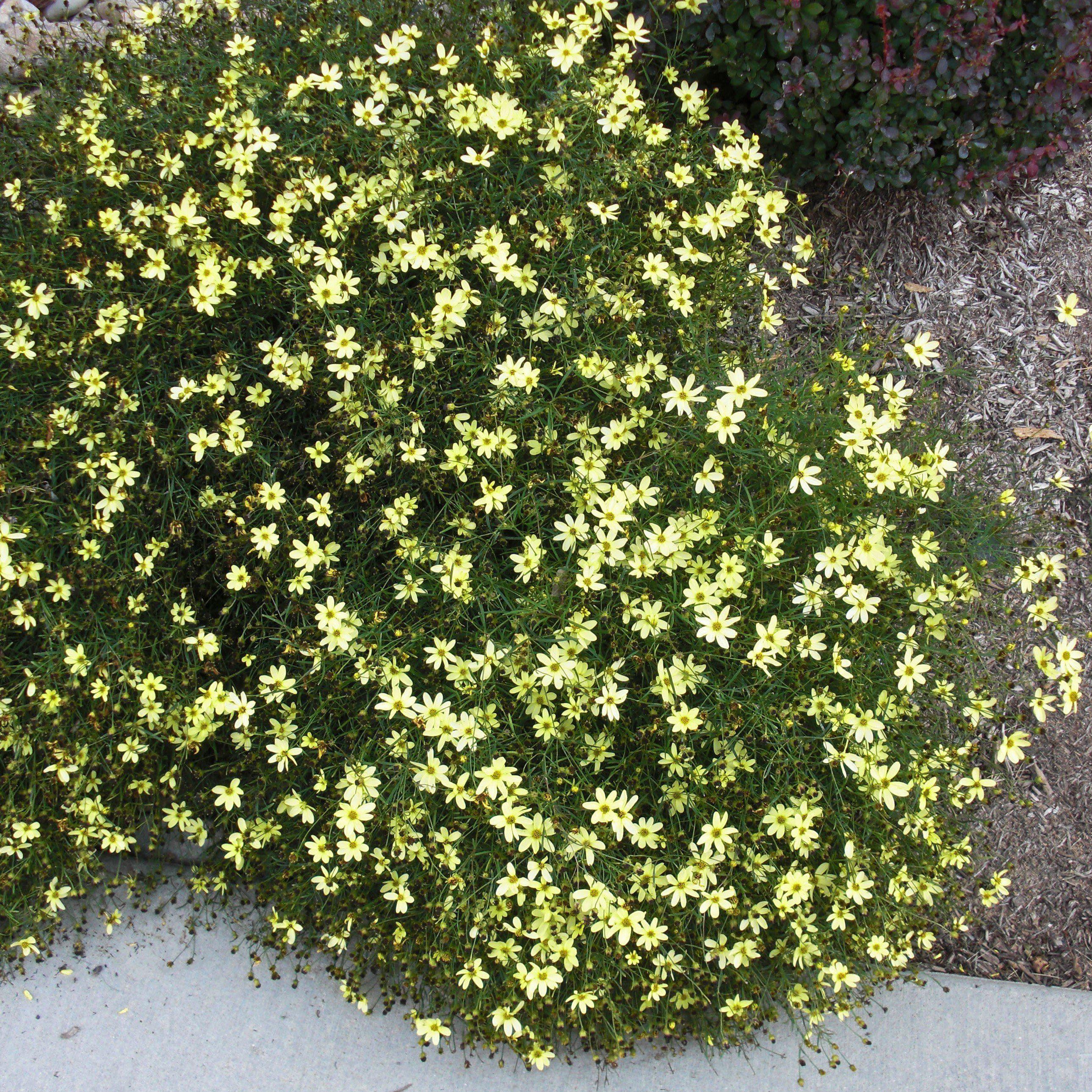 Tickseed, Moonbeam Threadleaf Coreopsis - Image 4