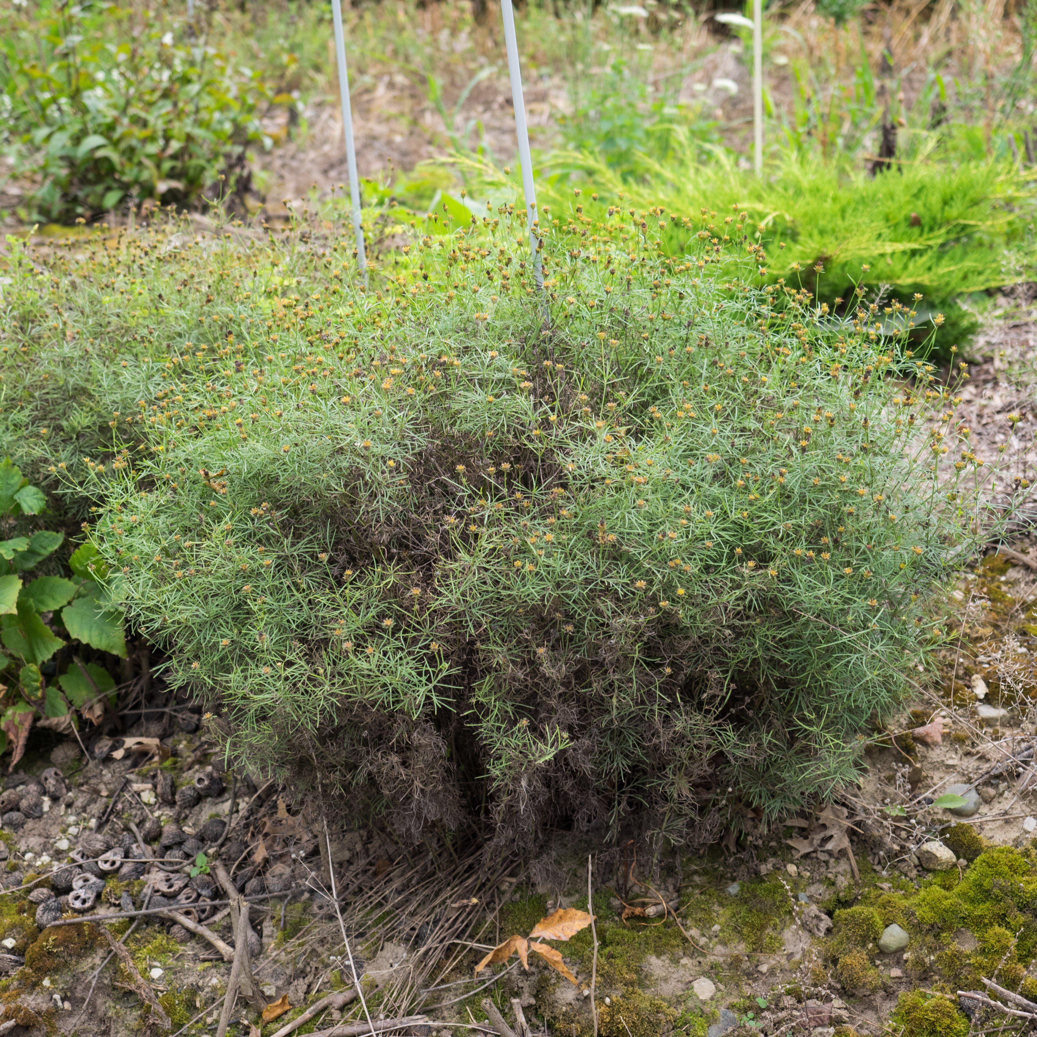 Tickseed, Moonbeam Threadleaf Coreopsis - Image 5
