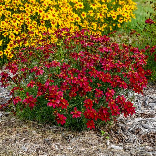 Tickseed, Designer Threads™ Scarlet Ribbons Coreopsis - Image 2