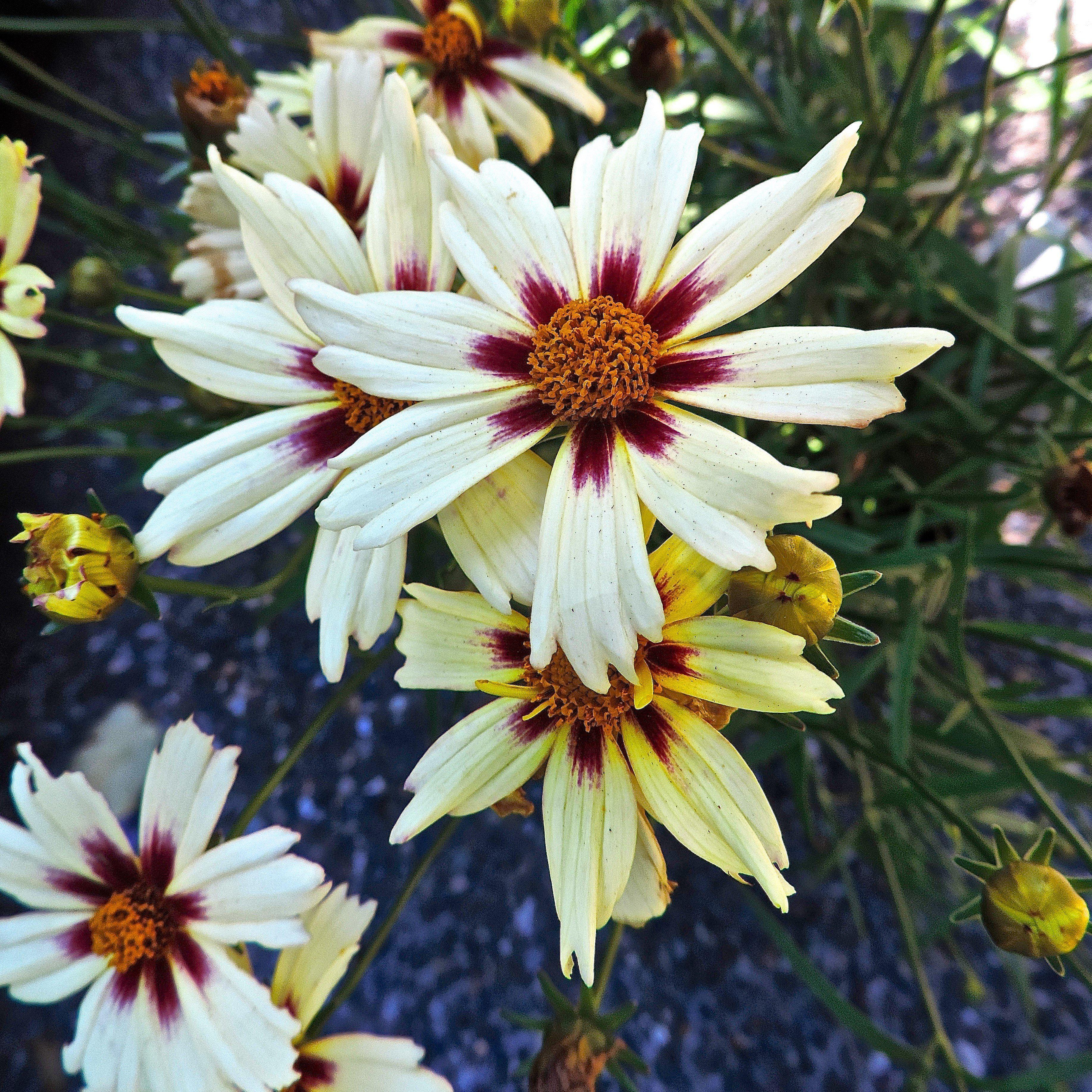 Tickseed, Lil' Bang™ Starlight Coreopsis
