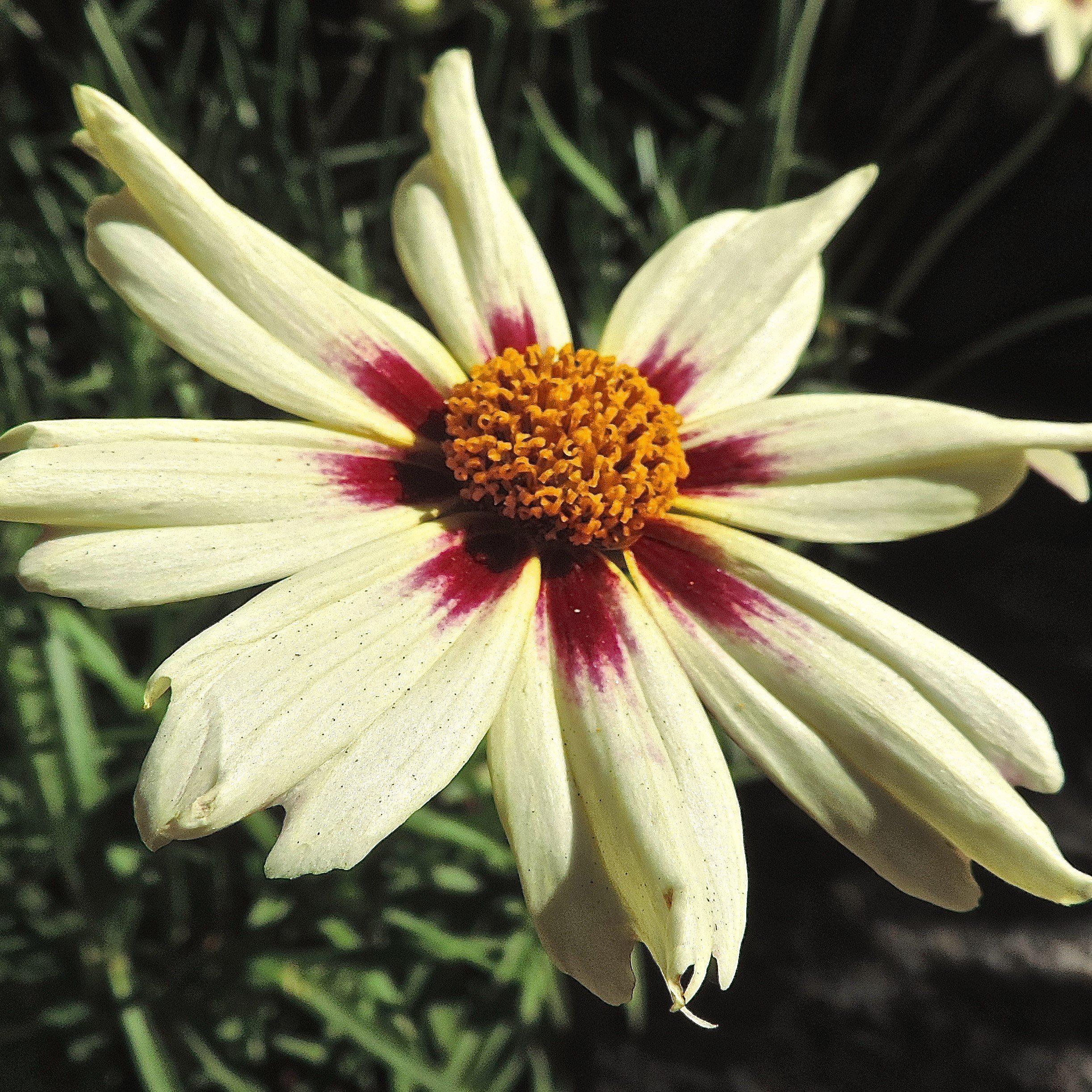 Tickseed, Lil' Bang™ Starlight Coreopsis - Image 2