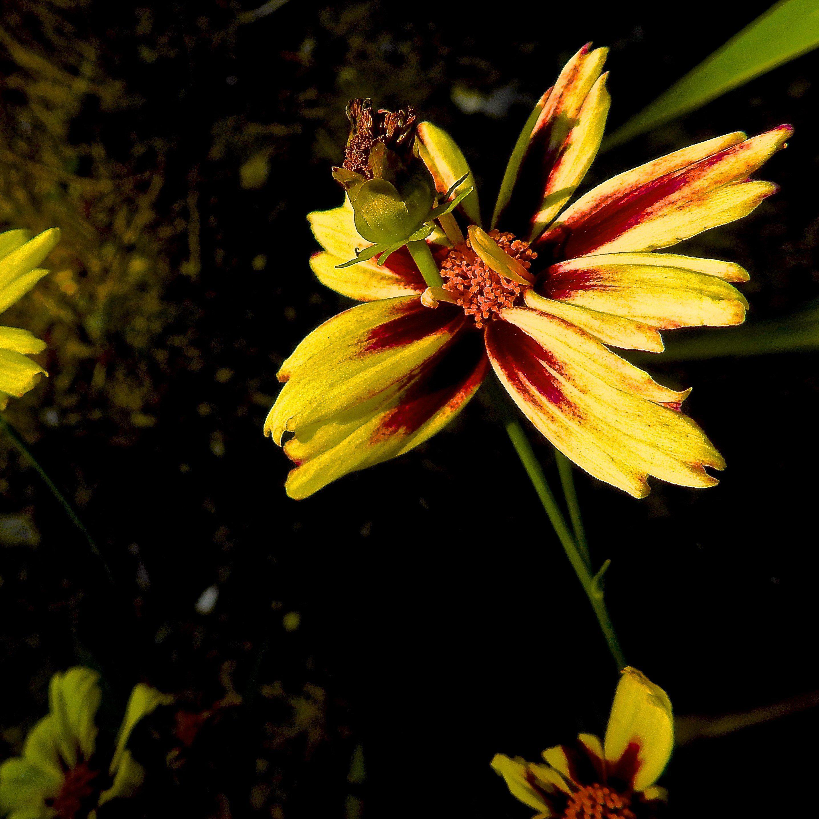 Tickseed, Lil' Bang™ Starlight Coreopsis - Image 3