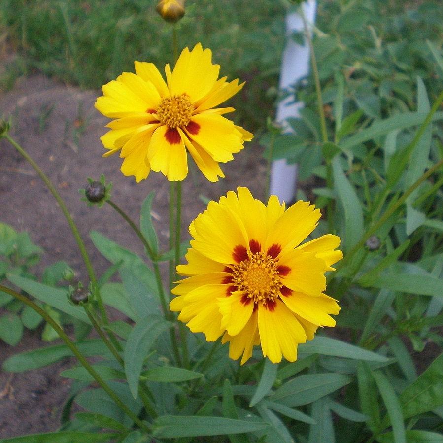 Tickseed, Tequila Sunrise Tickseed - Image 2